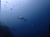 �ҥ�����