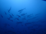 カンパチの群れ