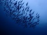 ニザダイ玉