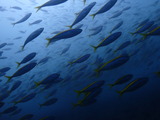 タカベ