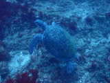 アオウミガメ