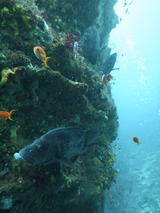 �ҥ�����