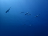 マダイの群れ
