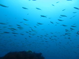 アジの群れ