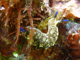 ���������ߥ���