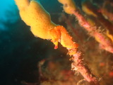 �ϥʥ���