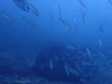 P9034192
