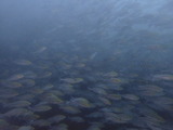 イサキの群れ