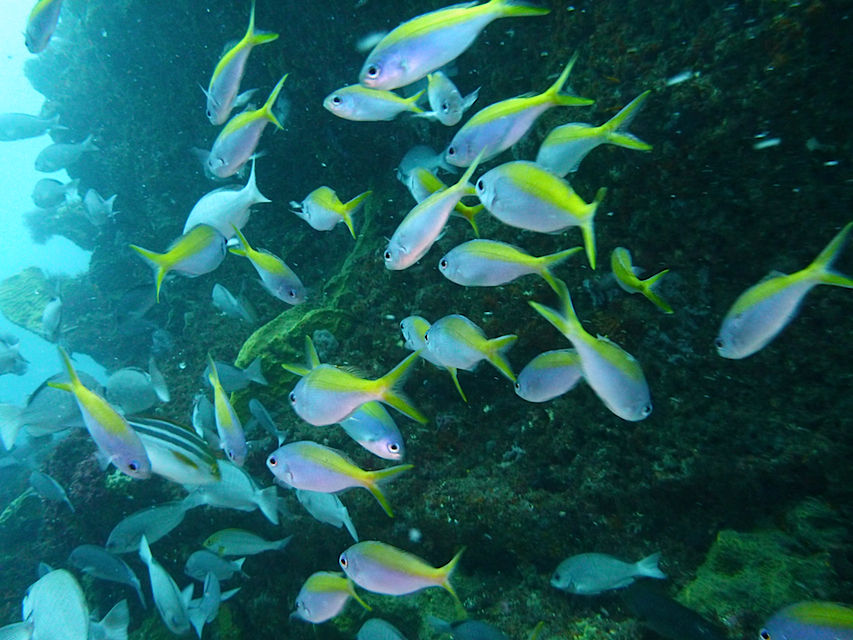 小魚だけでもお腹いっぱい 西川名海況速報