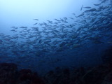 イサキの群れ
