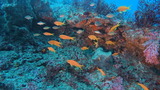 キンギョハナダイとタカサゴスズメダイ
