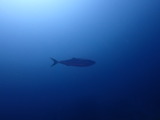 ��饵