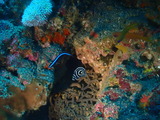 タテジマキンチャクダイの幼魚
