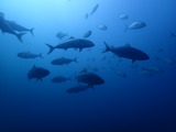 カンパチの群れ