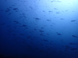 イサキの群れ