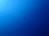 アオウミガメ