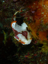 クマドリカエルアンコウ