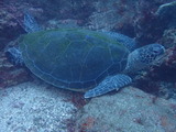 アオウミガメ