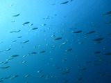アジの群れ