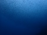 タカベの群れ