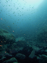 ������ɥ��η���