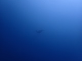 �������ߥ���