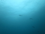 �ҥ�ޥ�