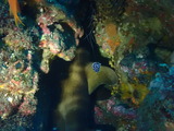 タテジマキンチャクダイの幼魚