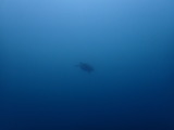 アオウミガメ