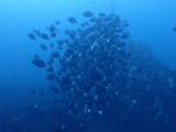 ニザダイ玉