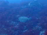 アオウミガメ2