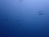イナダの群れ