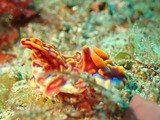 ミアミラウミウシ