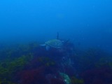 アオウミガメ2