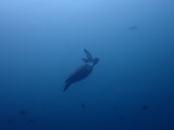 アオウミガメ
