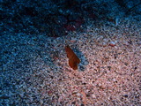 テンスの幼魚