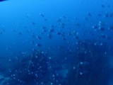 �᥸�ʤη���