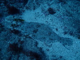 ヒラメ