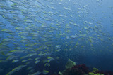 イサキの群れ