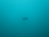 トビエイ