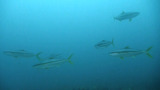 ヒラマサの群れだ〜