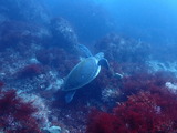 アオウミガメ