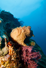 オオモンカエルアンコウ