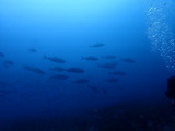 カンパチの群れ