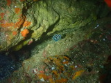 タテジマキンチャクダイの幼魚