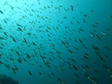 タカベの群れ