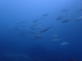 カンパチの群れ