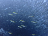 イサキの群れ