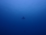 トビエイ