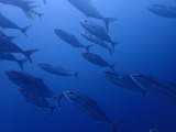 カンパチの群れ